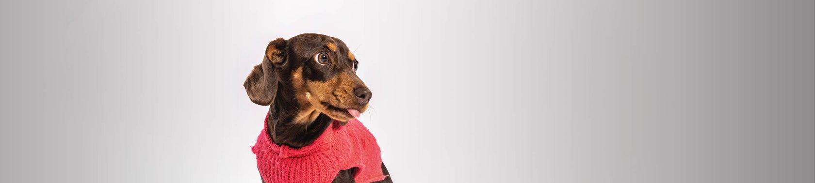 A sausage dog with a white background