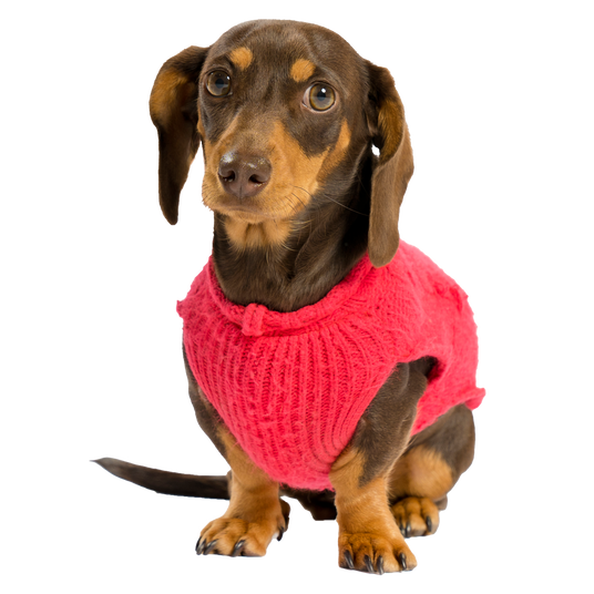 A sausage dog in a sweater